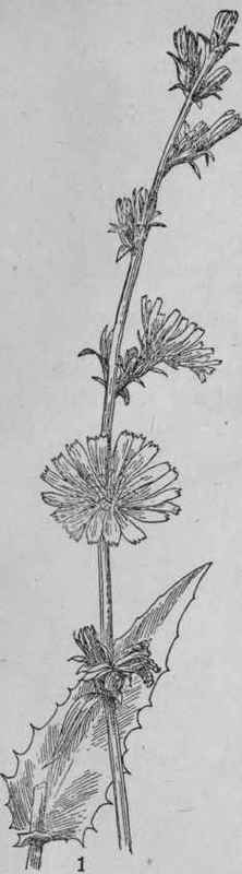 Chicory.