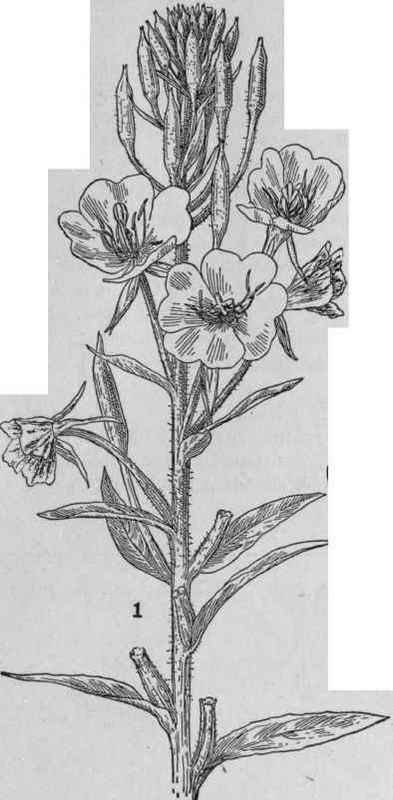 Common Evening Primrose.