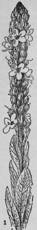 Common Mullein.