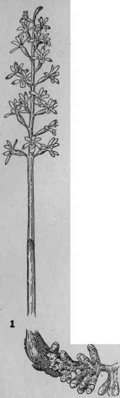 Coral Root.