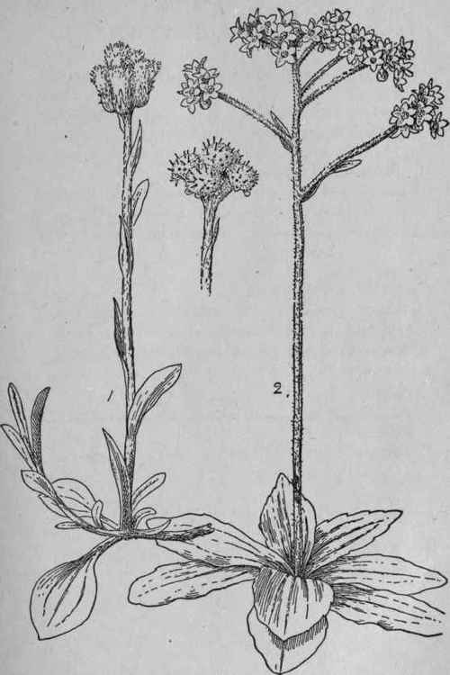 Early Saxifrage.