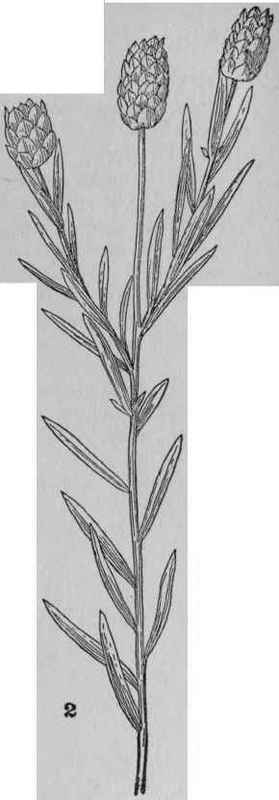 Field Milkwort.