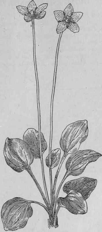 Grass of Parnassus.
