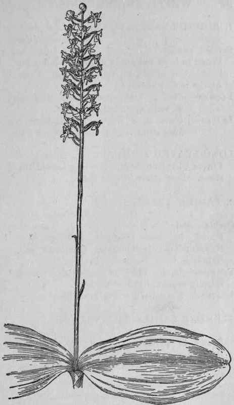 Greater Green Orchis.