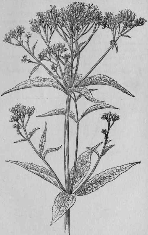 Joe Pye Weed.