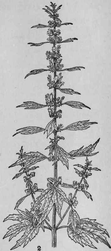 Motherwort.