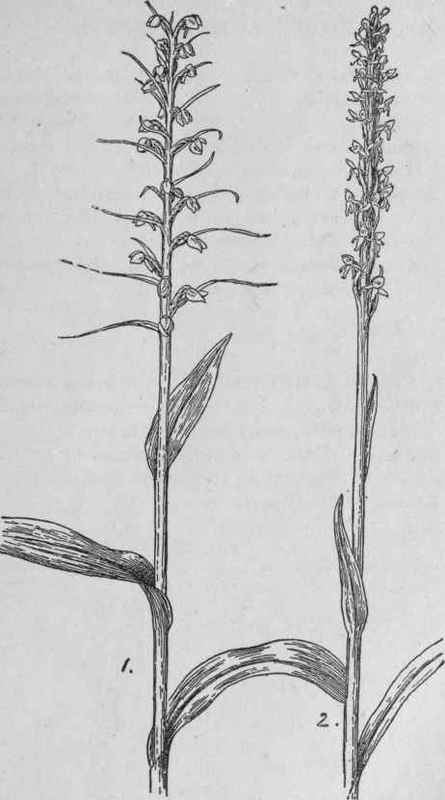 Rein Orchis.