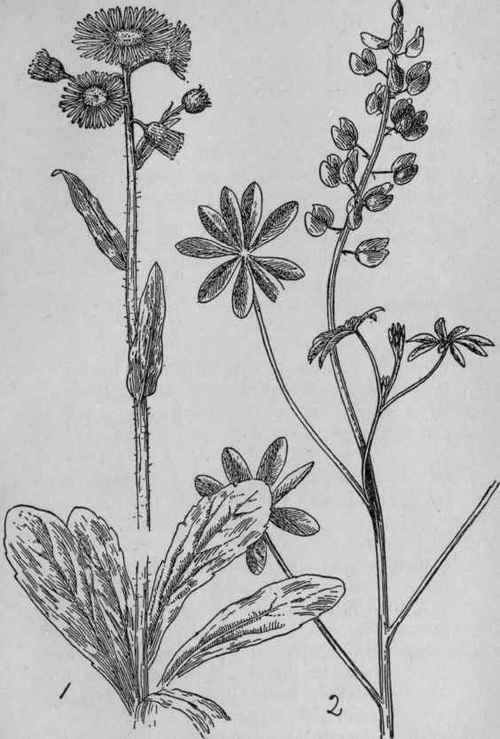 Wild Lupine.