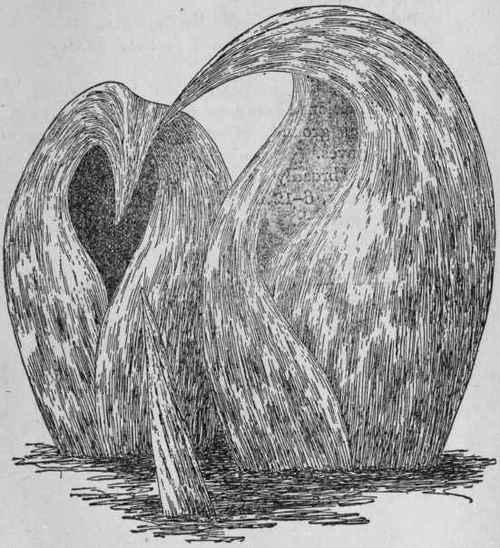 Skunk Cabbage.