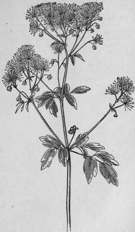 Tall Meadow Rue.
