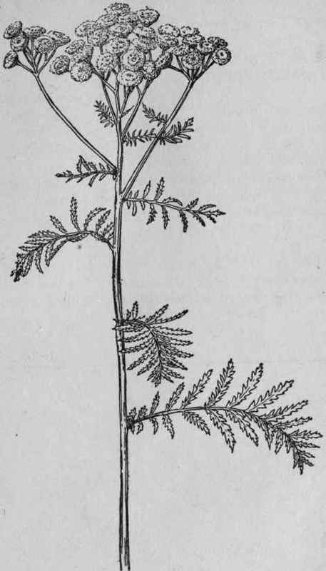 Tansy.
