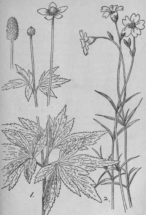 Field Chickweed.