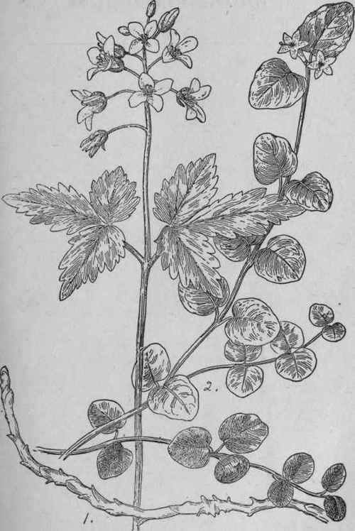 Partridge Berry.