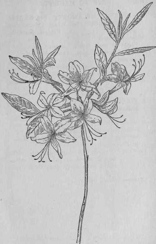 Wild Azalea.