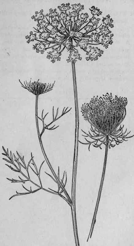 Wild Carrot.