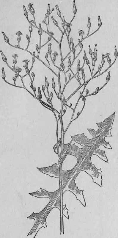 Wild Lettuce.