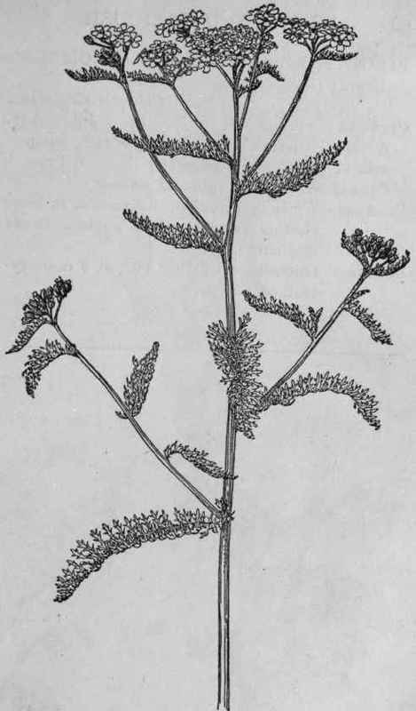 Yarrow.