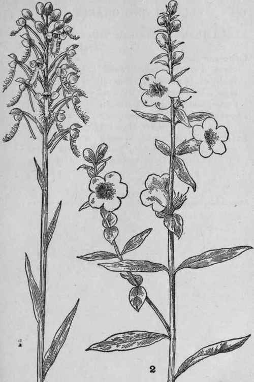 Downy False Foxglove.