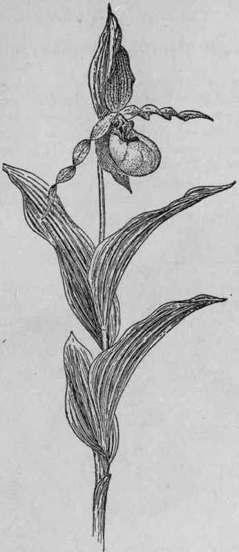 Yellow Lady's Slipper.
