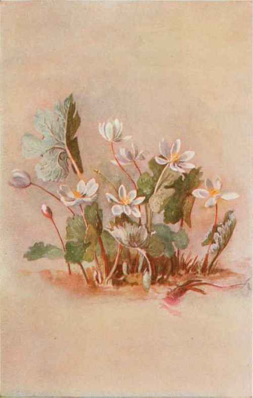 Bloodroot. Sanguinaria Canadensis
