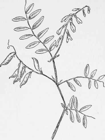 Carolina Vetch. Vicia Caroliniana