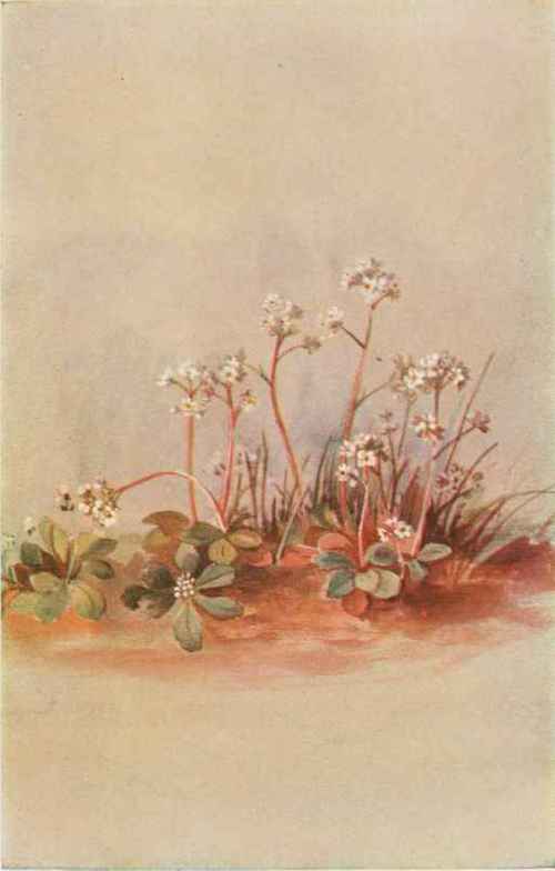 Early Saxifrage. Saxifraga Virginiensis