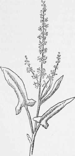 Field Sorrel. Rumex acetosella