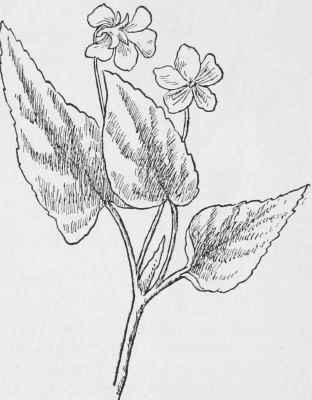 Halberd Leaved Violet. Viola hastata