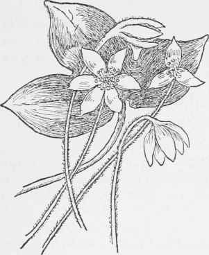 Hepatica. Hepatica acutiloba