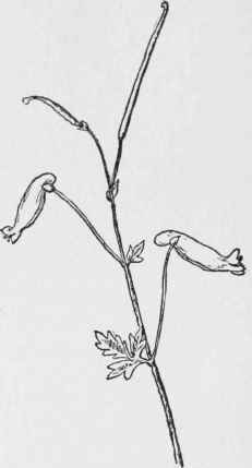 Pale Corydalis. Corydalis sempervirens