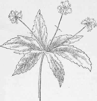 Sanicle in Fruit.