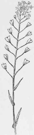 Shepherd's Purse. Capsella bursa pastoris