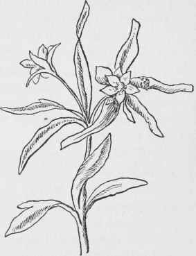 Small Flowered Buttercup. Ranunculus abortivus