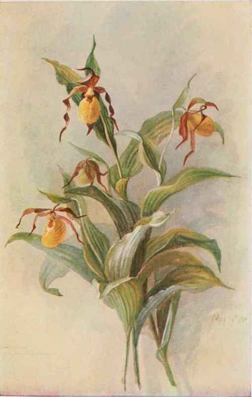 Yellow Lady's Slipper. Cypripedium pubescens