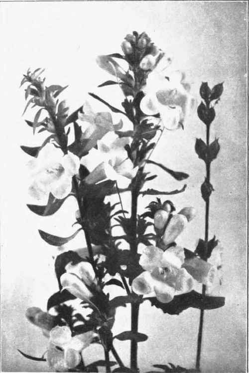 DOWNY FALSE FOXGLOVE. Gerardia flava