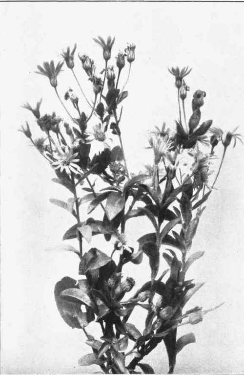 GOLDEN ASTER. Chrysopsis mariana