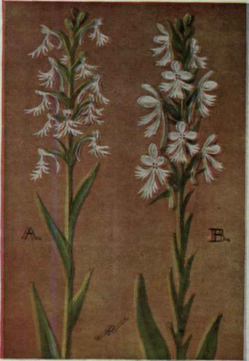 A. Ragged Fringed Orchis.