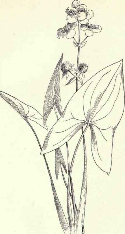Arrow Head Sagittaria latifolia 70
