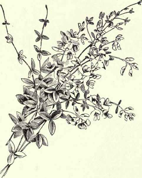 Beach Pea Lathyrus maritimus 202