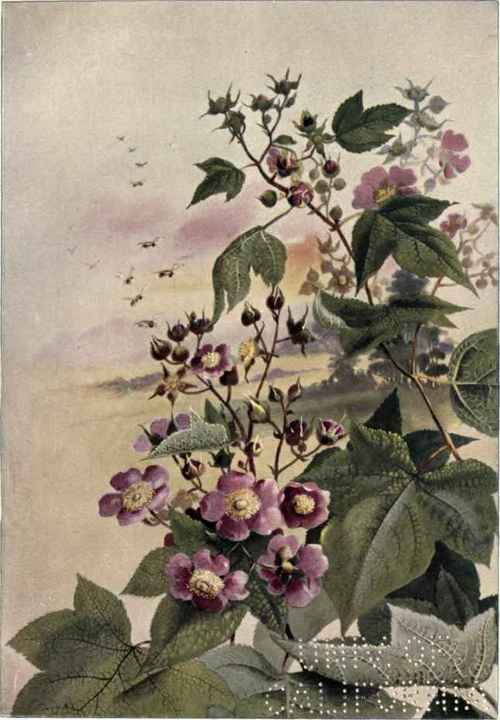 Bitter Sweet Wax Work Celastus scandens 227