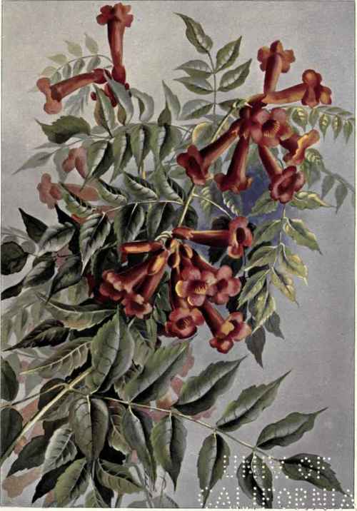Common Fringe Tree Chionanthus Virginica 111
