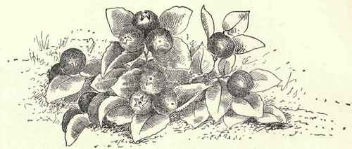 Creeping Wintergreen Mountain Tea Checkerberry Gau 160