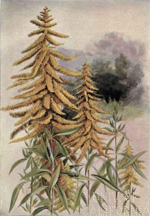 Cut Leaved Golden Rod Solidago arguta 140