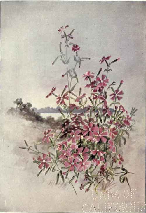 Fire Pink Virginia Catchfly Silene Virginica 187