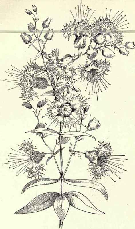 Fire Pink Virginia Catchfly Silene Virginica 188