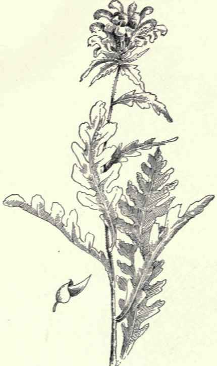 Fruit and calyx.