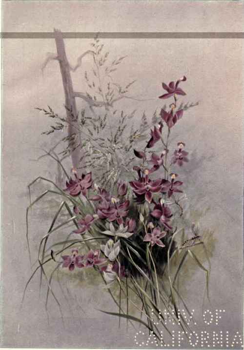Limodorum tuberosum.
