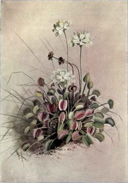 Round Leaved Sundew Drosera rolundifolia 99