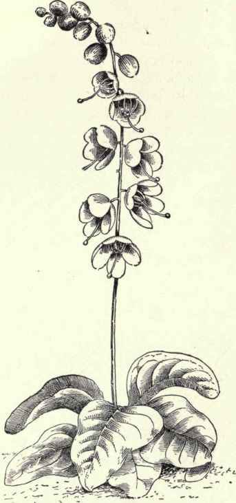Shin Leaf Pyrola elliptica 159
