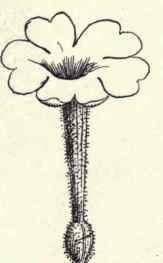 Single Flower.